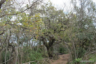 Parco Cosentini